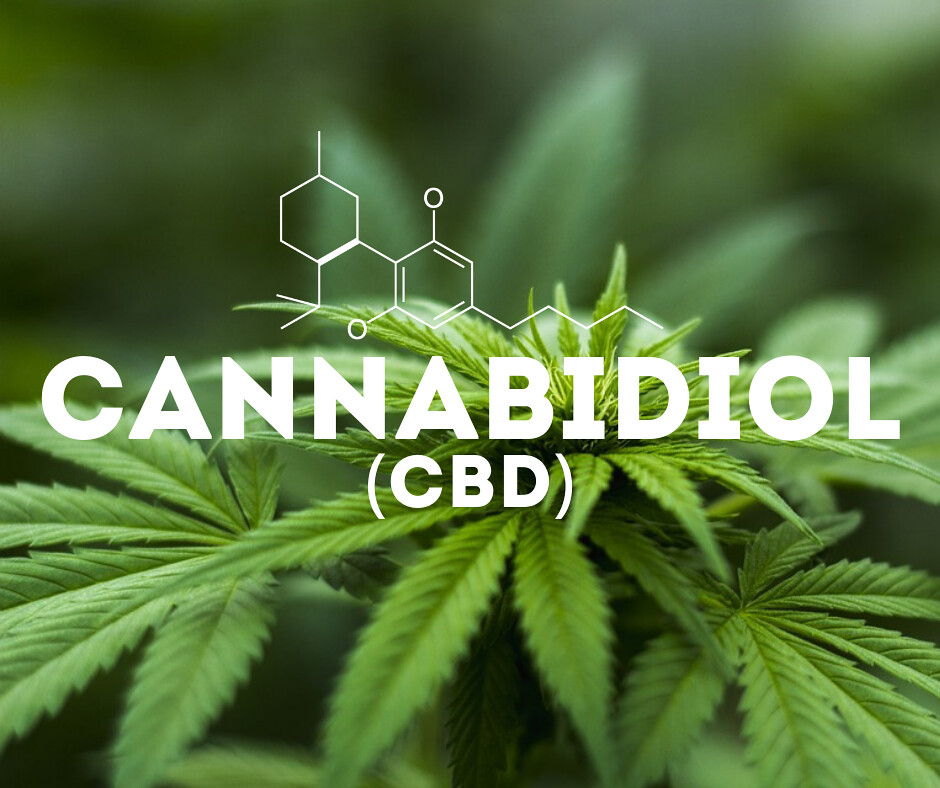 CBD plant